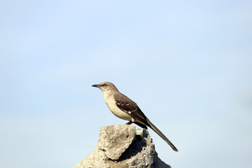 Northern Mockingingbir sitting on a rock