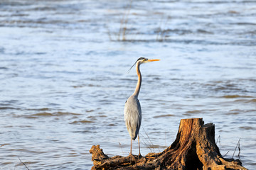 great blue heron in water