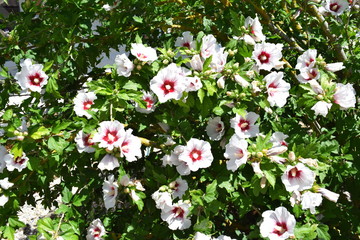 chinese hibiscus