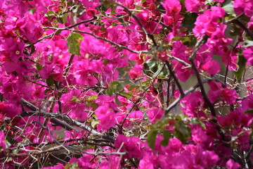 Bougainvilliers