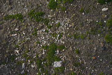 Green moss with granite on the ground