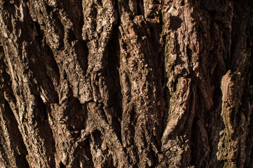 Obraz premium Brown tree bark is close-up in sunlight