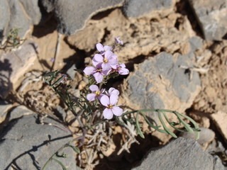 Fleur mauve dans les rochers