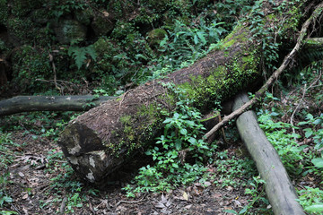 Old Trees Leaf Photographs in Green Forest