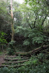 Old Trees Leaf Photographs in Green Forest