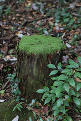 Old Trees Leaf Photographs in Green Forest