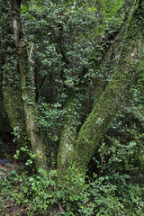 Old Trees Leaf Photographs in Green Forest