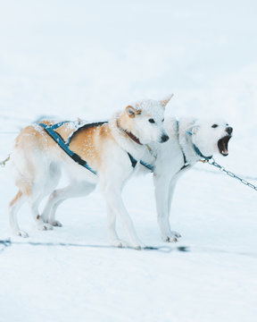 Photography by Charly Savely.