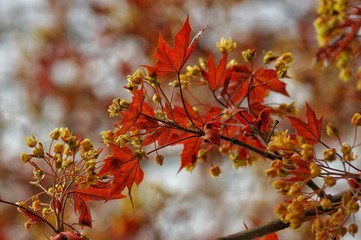 autumn leaves on tree