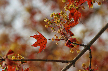 branch of a tree