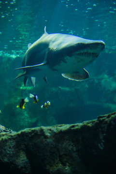 requin bouledogue, poissons jaunes, rochers, aquarium de la Rochelle