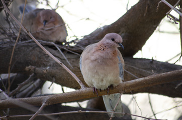 Turtledove on a tree near its nest