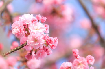 Pink blossoms in spring 