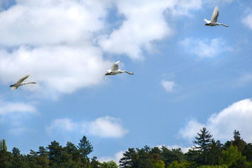 Flight of white swans over trees – blue sky with clouds