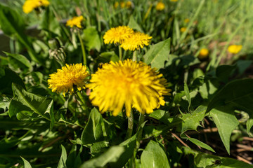 flower, yellow, dandelion, nature, spring, green, plant, flowers, summer, meadow, grass, field, garden, blossom, flora, beauty, bloom, daisy, floral, bright, macro, petal, beautiful, color, bee, weeds