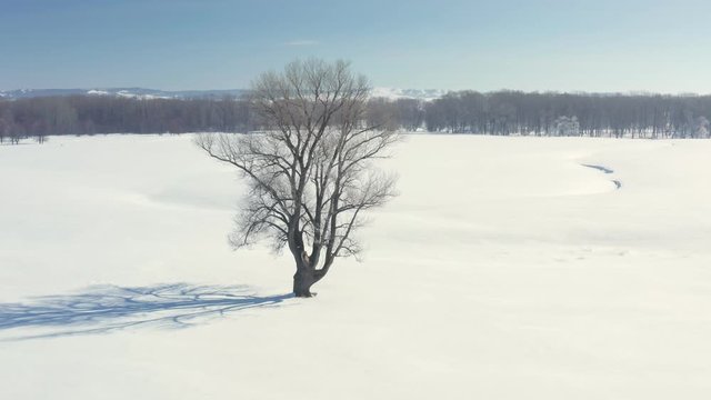Aerial lateral follow shot of a lonely tree without leaves stands on a field surrounded by snow. Mountains and trees at background at sunny winter day