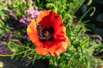 Obraz premium flower, nature, pink, flowers, plant, spring, blossom, water, purple, red, flora, green, garden, tree, cabbage, stone, bloom, lilac, rock, summer, beauty, river,, color, natural, colorful