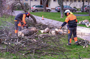 Men in overall and safety helmet cuts tree trunk by chainsaw among block of flasts