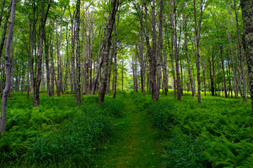 Cheat Mountain Battlefield