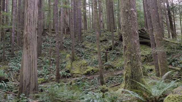 African American Male running in forest on nature trail forest with tall trees pacific northwest