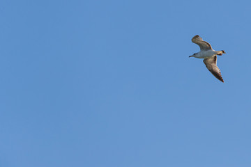 bird pajaro pelican