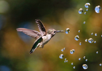 Hummingbird with droplets