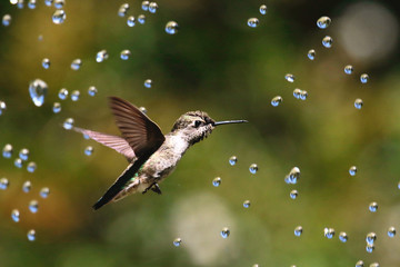 Fototapeta na wymiar Hummingbird with waterdrops