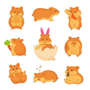 Set of vector illustrations of golden hamsters. Collection pets for stickers and prints. Cute characters for your design.