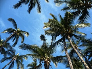 Palm tree lookup