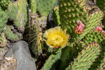 flower, yellow, nature, flowers, garden, orange, green, plant, bloom, rose, blossom, spring, summer, flora, floral, cactus, red, pink, petal, leaf, beauty, white, beautiful, closeup, cactus flower