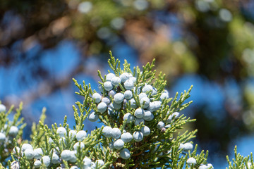 fruit, food, agriculture, bunch, green, leaf, autumn, nature, blue, ripe, plant, harvest,, red, berry, fresh, healthy, gin, juniper berries, 