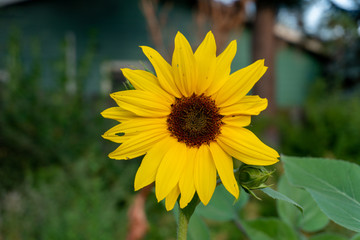flower, sunflower, yellow, nature, summer, sun, garden, plant, green, field, bloom, agriculture, flora, petal, flowers, blossom, spring, beauty, leaf, floral, bright, beautiful, petals, closeup
