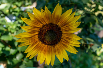 flower, sunflower, yellow, nature, summer, sun, garden, plant, green, field, bloom, agriculture, flora, petal, flowers, blossom, spring, beauty, leaf, floral, bright, beautiful, petals, closeup