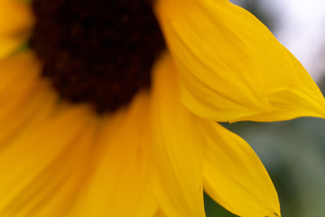 sunflower, flower, yellow, nature, summer, field, sun, plant, flowers, green, agriculture, sunflowers, garden, blossom, beauty, floral, bright, bloom, leaf, petal, beautiful, flora, petals, growth, se