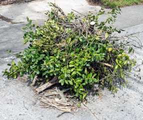 Pile of pruned debris and shrub trimmings piled on neighborhood sidewalk. Early spring.