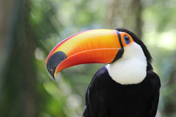 Fototapeta premium Tucan