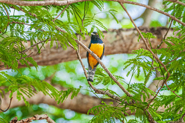 Obraz premium Black-throated Trogon Trogon rufus 