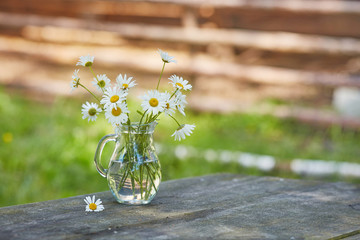 Charming still life with copy space chamomilles and daisies in water
