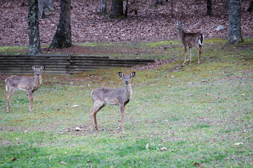 A small young North American White Tailed Deer standing on a lawn inquisitively looking at the camera. 