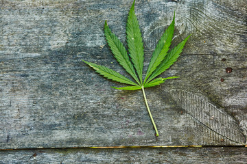 Leaf of marijuana on wooden texture with copy space