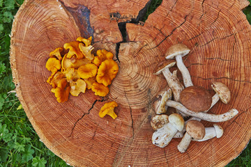 Forest wild chanterelles served on wooden platter with leccinums and boletus