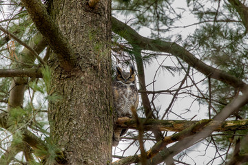 The great horned owl, sitting on a branch near the nest. Great horned owl is native American bird.