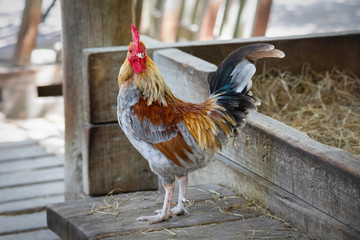 Rooster In The Pig Pen