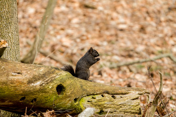 The black squirrel in Wisconsin state park. Rare mutation of both the eastern gray and fox squirrel.