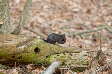 The black squirrel in Wisconsin state park. Rare mutation of both the eastern gray and fox squirrel.