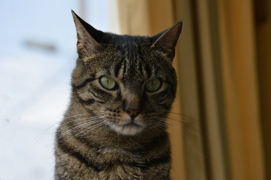 El fara&oacute;n de la casa