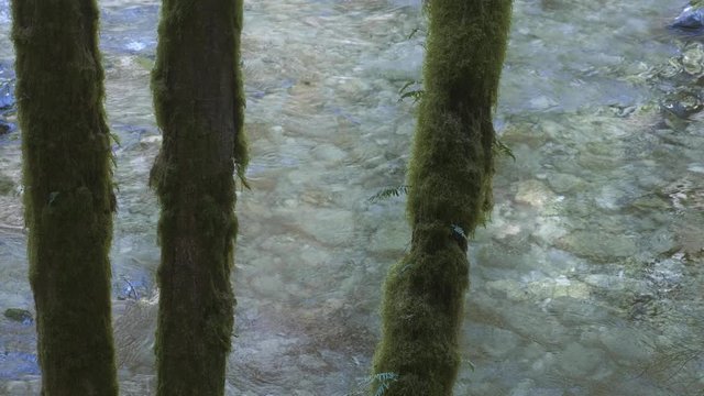 Three moss covered trees in forest with crystal clear blue turquoise cold river flowing in background pacific northwest
