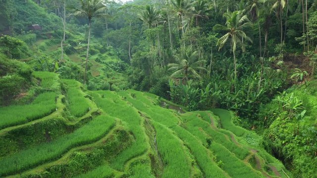 Stunning aerial view of the Tegalalang rice terrace fields during sunrise. Tegalalang rice fields are a series of rice paddies located close to Ubud, in the centre of Bali, Indonesia.	
