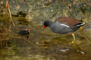 Common gallinule with newly hatched chick.