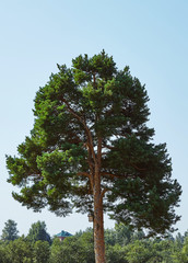Isolated pine tree very high